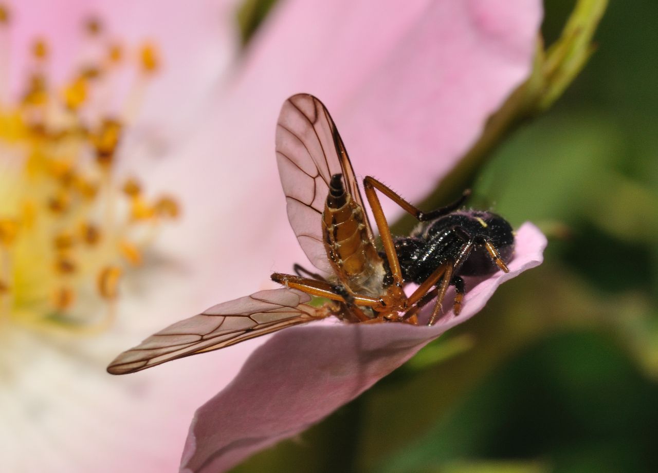 Synema globosum